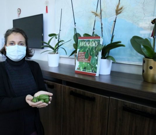 Mini Avokadolar Büyüklerine Göre Daha Pahalı küçük avokado