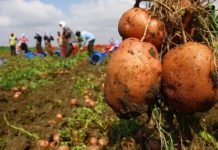 Patates Üreticisinin Gözü Yağmur Bulutlarında! patates-tarla
