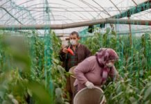 Antalya’da Sera Çalışanları Kısıtlamadan Muaf sera çalışanları