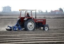 Çukurova’da Erkenci Karpuz Toprakla Buluştu tarla