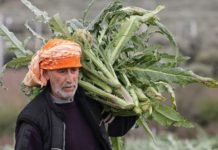 İzmir’de Enginar Hasadına Başlandı İzmir'de enginar hasadına başlandı