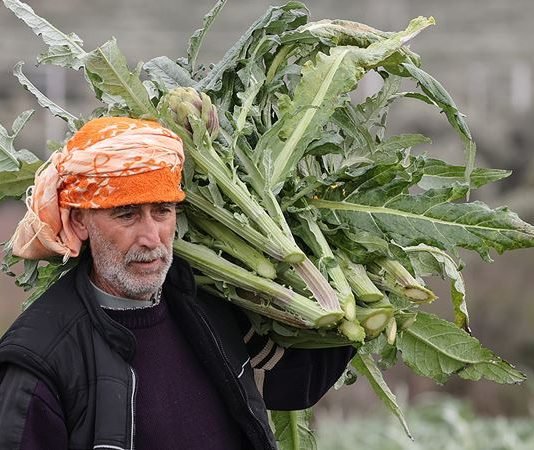 İzmir’de Enginar Hasadına Başlandı İzmir'de enginar hasadına başlandı