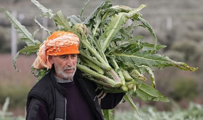 İzmir'de enginar hasadına başlandı