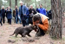 Eğitimli köpekler trüf mantarı avında Eğitimli köpekler trüf mantarı avında