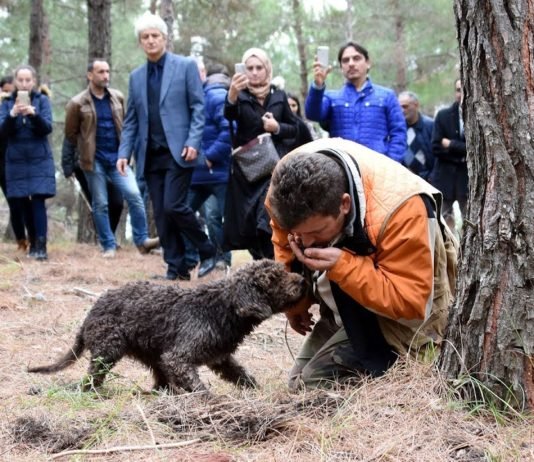 Eğitimli köpekler trüf mantarı avında Eğitimli köpekler trüf mantarı avında