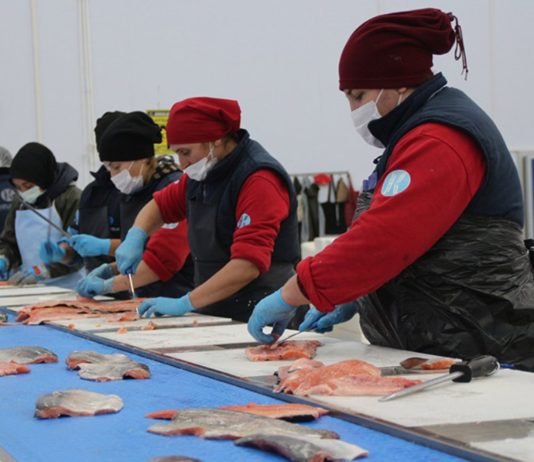 Karadeniz Somonu, En Çok Rusya’ya İhraç Edildi Karadeniz somonu, en çok Rusya'ya ihraç edildi