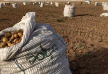 Patates Üreticisi, Belediyelerin Alımları İle Nefes Alacak! patates