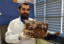 Laboratuvar Ortamında Üretilen Mantarlar Altın Değerinde Laboratuvar ortamında üretilen mantarlar altın değerinde