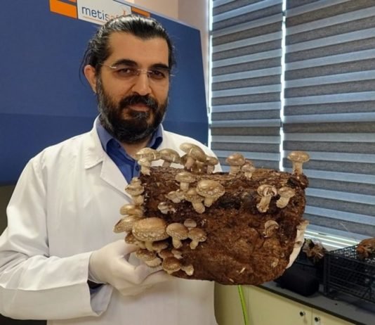 Laboratuvar Ortamında Üretilen Mantarlar Altın Değerinde Laboratuvar ortamında üretilen mantarlar altın değerinde