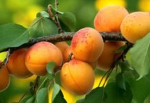 Kayısıda Fiyatlar Yükseldi, Fidan Satışları Arttı Malatya kayısı