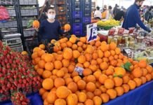 Mayıs Sıcakları Finike Portakalını 3 Kat Büyüttü Mayıs Sıcakları Finike Portakalını 3 Kat Büyüttü
