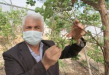 Mersin’de Kayısı Çağlasının Kilosu 100 Lirada Satılıyor Mersin'de kayısı çağlasının kilosu 100 lirada satılıyor