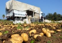 Üreticiler Depoda Bekleyen Patates İçin Destek İstiyor PATATES ÜRETİMİ