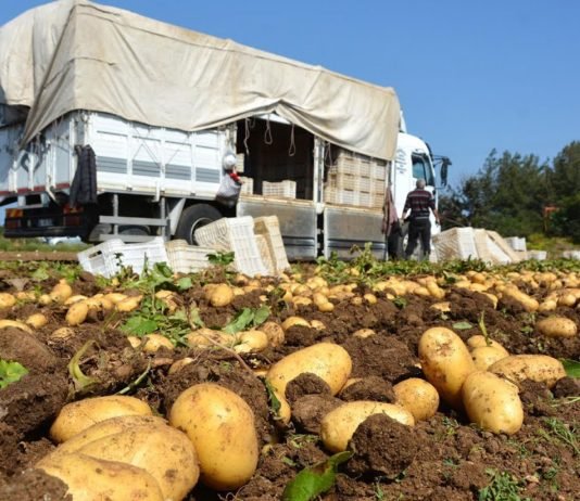 Üreticiler Depoda Bekleyen Patates İçin Destek İstiyor PATATES ÜRETİMİ
