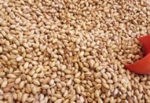 Siirt Fıstığının Fiyatı Yarı Yarıya Düştü Siirt fıstığı