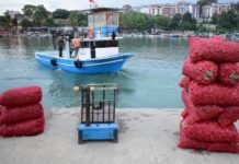 Türkiye’den Yılın İlk Ayında 1,6 Milyon Dolarlık Deniz Salyangozu İhracatı deniz salyangozu ihracatı