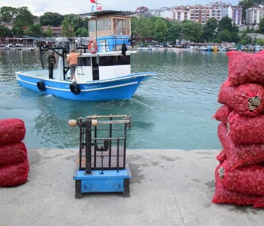 Türkiye’den Yılın İlk Ayında 1,6 Milyon Dolarlık Deniz Salyangozu İhracatı deniz salyangozu ihracatı