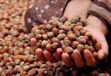 Tarsim’den Çağrı: Fındığınızı Sigortalatın! findik uretici