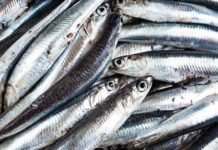 Haftada 3 Kez Hamsi Yemek, D Vitamini İhtiyacını Karşılıyor hamsi