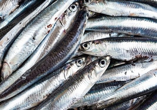 Haftada 3 Kez Hamsi Yemek, D Vitamini İhtiyacını Karşılıyor hamsi