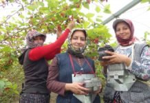 Türkiye’de Yılın İlk Karadut Hasadı Silifke’den karadut