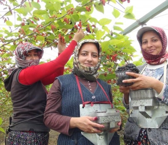 Türkiye’de Yılın İlk Karadut Hasadı Silifke’den karadut