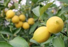 Mersin’de Yaklaşık 7 Milyon Kasa Limon Hasat Edildi limon hasadı