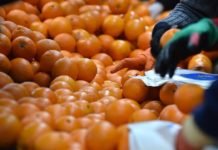 Türkiye’nin Portakal İhracatında Büyük Artış portakal ihracatı