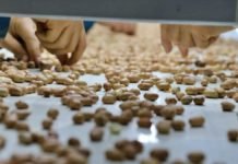 İç Yer Fıstığının Kilogramı Osmaniye’de 18 Liradan İşlem Gördü yer fistigi
