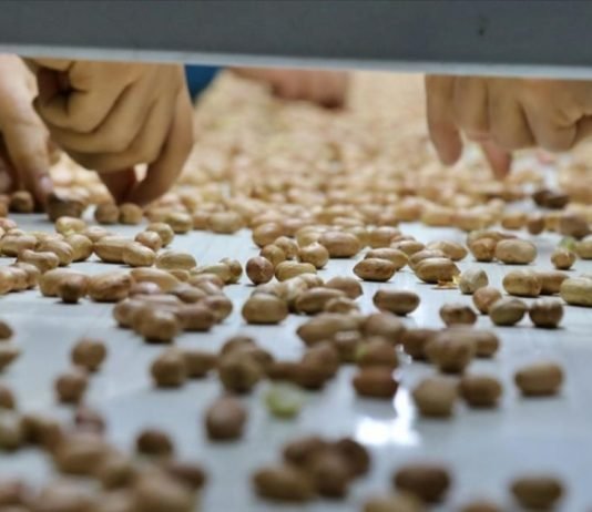 İç Yer Fıstığının Kilogramı Osmaniye’de 18 Liradan İşlem Gördü yer fistigi