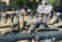 Çinekop Fiyatları, Av Yasağının Kalkmasına Rağmen Neredeyse İki Katına Çıktı çinekop