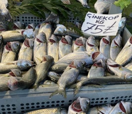 Çinekop Fiyatları, Av Yasağının Kalkmasına Rağmen Neredeyse İki Katına Çıktı çinekop