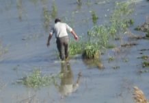 Çanakkale’de Ispanak Su Altında Kalınca, Fiyatı 8 Liraya Çıktı ıspanak su altında kaldı