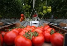 Sivas’taki Jeotermal Domates Serasında Verim Yüksek jeotermal sera