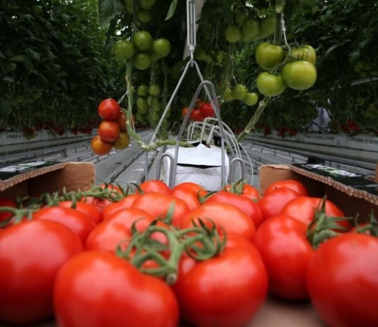 Sivas’taki Jeotermal Domates Serasında Verim Yüksek jeotermal sera