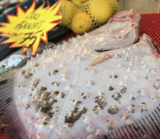 Kilosu 250 Liraya Alıcı Bulan Kalkan, Yok Satıyor kalkan balığı