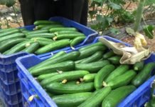 Şubat Ayında En Çok Salatalık Fiyatı Arttı salatalık