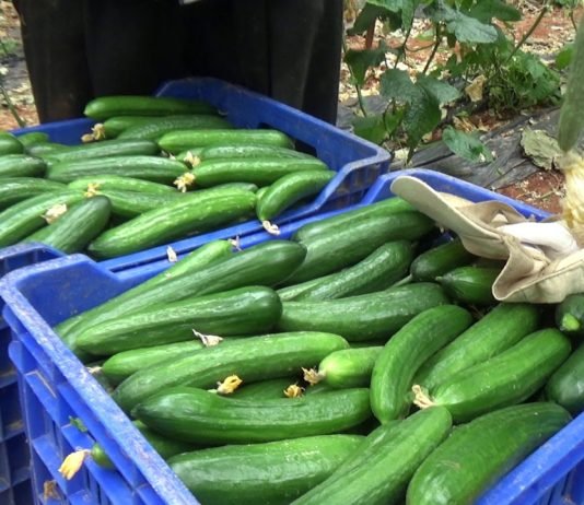 Şubat Ayında En Çok Salatalık Fiyatı Arttı salatalık