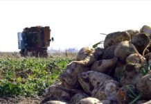 Pancar ve Şeker Üretiminde Tüm Zamanların Rekoru Kırıldı seker pancari