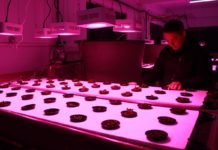 Balık Havuzlarındaki Su, Topraksız Tarımda Verimliliği Yüzde 30 Artırdı topraksız tarımda verimlilik