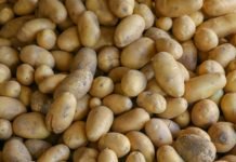 TMO, Üreticinin Elinde Kalan Patates Ve Soğanı Alacak patates