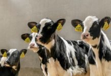 Vitamin ve Mineral Eksikliğinin Hayvan Performansı Üzerinde Etkisi Büyük ruminant hayvan