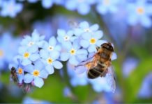 Dünya Arı Günü’nde Çağrı: ‘Yaşamın Devamlılığı İçin Arılara İhtiyacımız Var!’ arı