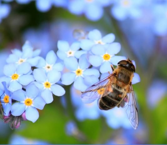 Dünya Arı Günü’nde Çağrı: ‘Yaşamın Devamlılığı İçin Arılara İhtiyacımız Var!’ arı