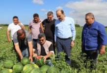 Adana’da Hasat Heyecanı Adana’da hasat heyecanı