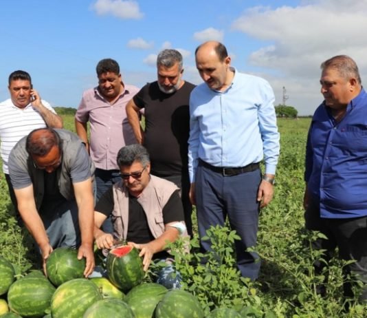 Adana’da Hasat Heyecanı Adana’da hasat heyecanı