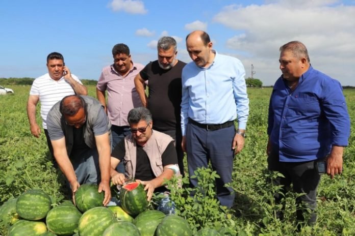 Adana’da hasat heyecanı