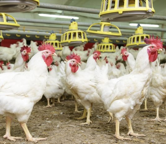 Hayvanların Sağlıklı Gelişimine Odaklanan İz Mineral kümes