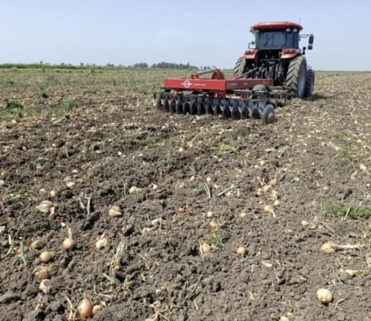 Depodaki Soğan Alındı, Tarladaki Traktörle Sürülüyor tarla-sogan