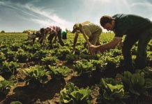 Türk Çiftçisi Pandemi Şartlarını Hafifletti çiftçi